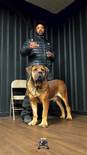 The Power of a Boerboel Breeder #boerboel #protectiondogs #bigdogs #bigdoglovers #boerboelbreeder