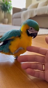 Say hello to our adorable baby scarlet macaw! 🥰🦜 From those bright feathers to the curious little personality, this baby bird is already stealing hearts. Watching a scarlet macaw grow is pure joy—playful, talkative, and full of love. If you’re a bird lover, this tiny cutie will make your day 💛 Tap ❤️ and share the love!#BabyScarletMacaw, #BabyMacaw, #ScarletMacaw, #MacawBaby, #CuteBird, #ParrotLife, #ParrotLove, #BirdLovers, #ExoticBird, #ColorfulParrot, #BabyBird, #MacawMoments, #ParrotFamil