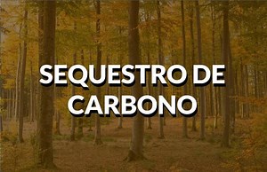Tudo sobre políticas de Sequestro de Carbono! | Politize!