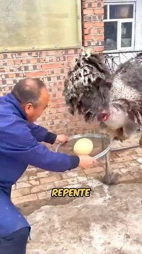PORQUE AVESTRUZES BOTAM DE PÉ #curiosidades #animais #avestruz