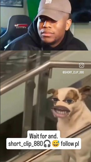 Short & Funny Dog Clips! 🐾 #Shorts