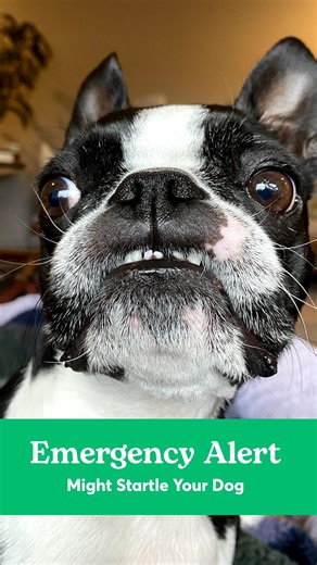 Consider silencing your phone FOR THE DOGS 📵 #emergencyalert | Rover.com