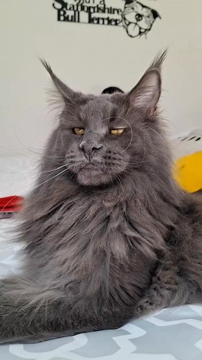 15K views · 2.2K reactions | Sample of my song. Lyrics ~ Mum Music ~ Suno #newsong #ragnar #mainecoon #music #catsoffacebook #cats | Ragnar the Maine Coon | Facebook