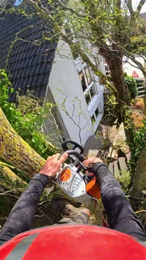 POV: I’m still in the same tree… and there’s more branches to cut 🌳🪚