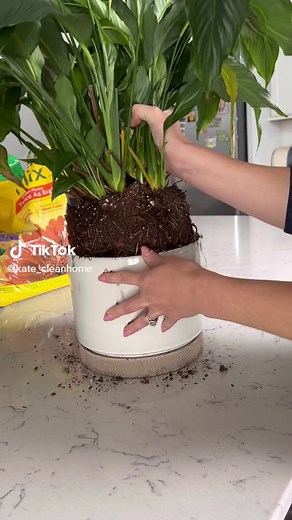 Ultimate Guide: How to Repot Your Plants for Beginners