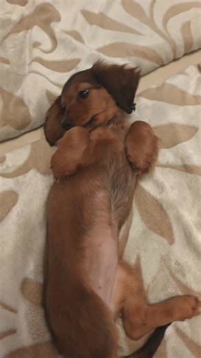 Nixe (@nixe29)’s videos with Originalton - Nixe