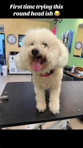 First time trying this round head I think I did okay 😂 #grooming #groomingschool #petgrooming #dogs