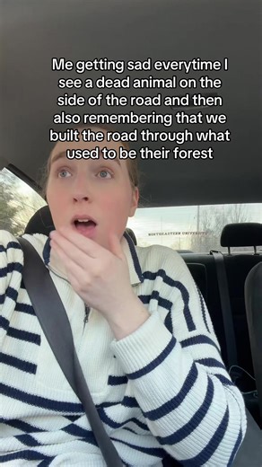 The Emotional Impact of Seeing Dead Animals on Roads
