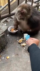 I luv 😘❤️ #monkey #monkeydluffy #monkeybusiness #monkeyforest #monkeybars #monkeynapkin #monkeylove #monkeytemple #monkeyingaround #monkeyisland #MonkeyKing #Monkeybeach #monkeyyear #monkeyhaircut #monkeybread #monkeyshoulder #monkeyseemonkeydo #monkeybar #monkeymind #monkeypose #MonkeyFace #monkeytime #monkeyfist #monkeyforestubud #monkeysofinstagram #monkeypod #reelsviralvideo #reels2023 #reelsvideo #reelsinstagram | Rong R.Ranger