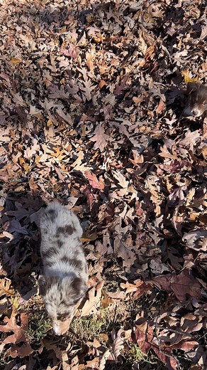 12 reactions | Miniature red Tri/red Merle NFS last litter. They ❤️ leaves | Back Creek Toy and Miniature Australian Shepherds | Facebook