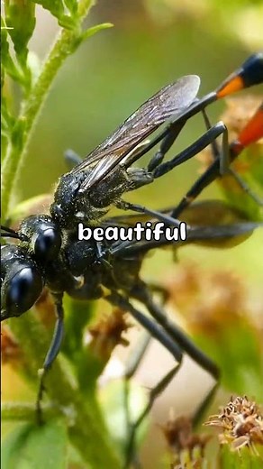 Wild Love: Exploring the Fascinating World of Bizarre Animal Mating Rituals