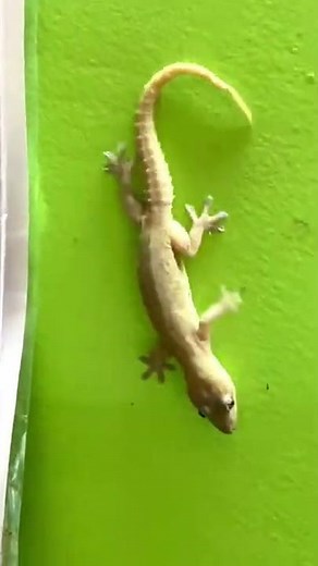 Angry Chipkali Sounds Shorts 🦎