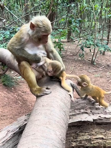 Mother Monkey Fails to Recognize Her Baby
