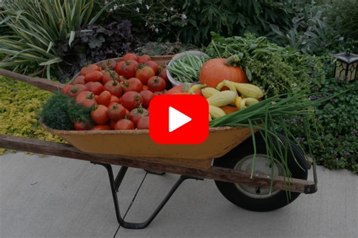 ▶︎ Watch: Planning for a Seed-Saving Garden