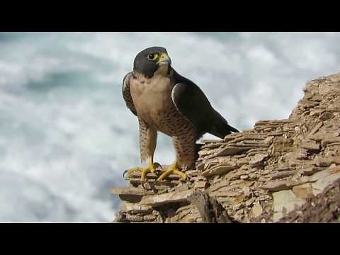 Peregrine Falcon chirping