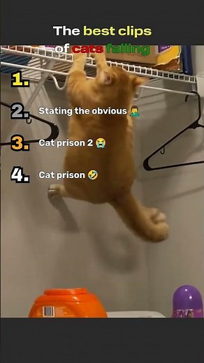 The best clips of cats falling