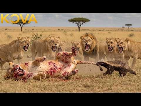 Clashes & Conflicts: When Lioness Messes the Wrong Honey Badger | Animal Fight Night