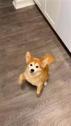 Eevee is a devoted thirteen-year-old Pomeranian/Papillon mix and Ellie is a sweet sixteen-year-old German Shepherd mix currently in Chula Vista, CA. These bonded senior girls move through life side by side, their hearts beating in perfect harmony and their loyalty shining brighter with every gentle glance! ✨ Eevee is a confident little 13 pound guardian who knows sit, turn around, up, and down, and she happily comes when called. She keeps a loving watch over Ellie and thrives with positive reinf