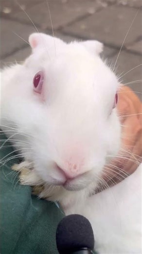 “World’s Cutest White Bunny 🐰🥺 | Pure Happiness #shorts