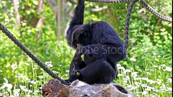 The siamang, Symphalangus syndactylus is an arboreal black-furred gibbon native to the forests of Malaysia, Thailand, and Sumatra. The largest of the gibbons.