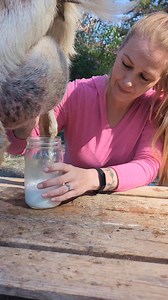 Goats, Milking, and That Farm-life #goats #dairy #farm | Mountain Spring Homestead