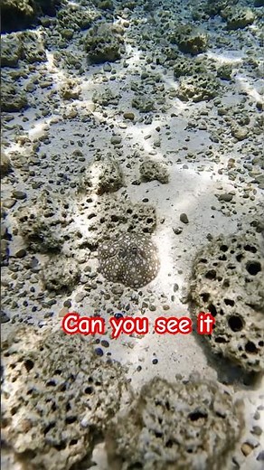 blue-ringed octopus bite, deadly ocean creature #octopus #facts