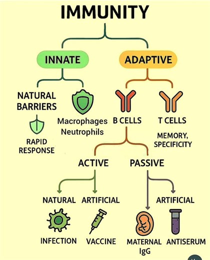 Immunity #edallacademy #neet ##neetpreparation #neetmotivation #chennai #mbbs #CBSE #neet2026 #shortstrending #ambattur #fbreelsfyp ##education #NEET #science | EDALL NEET Academy