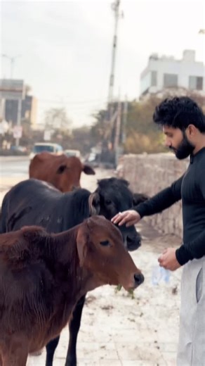 Harsh Ronak Singh on Instagram: "Every day, we pass by suffering, pretending it’s not our problem. But compassion starts with awareness 🌟. Let’s stand up for those who can’t speak for themselves. Join the movement @changestartswith.me • •#CompassionInAction #SpeakForThem #ChangeStartsWithMe #viral #instainfluencer #influencer #socialresponsibility #delhi #chattarpur #blogger #styleonair_ #trending #cow #tillycow #lifestyleblogger #showlove"