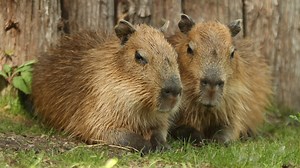 Close encounters of the capybara kind: Meet the world's largest rodents at African Safari Wildlife Park