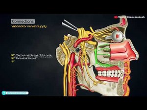 Pterygopalatine Ganglion Anatomy (Animation)