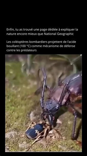 Nature Expliquee on Instagram: "Le coléoptère bombardier possède l’un des mécanismes de défense les plus extrêmes du règne animal 🔥🪲. Lorsqu’il se sent menacé par des prédateurs comme les fourmis, les araignées ou les grenouilles, ce minuscule insecte projette un jet chimique bouillant pouvant atteindre près de 100 °C (212 °F) — suffisamment chaud pour brûler et surprendre instantanément ses attaquants. À l’intérieur de son abdomen, le coléoptère stocke séparément deux substances inoffensives 