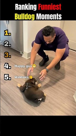 Ranking Funniest Bulldog Moments 🐶🤣
