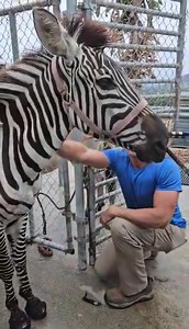 It's wild!!! 😁🦓 Beautiful Zebra, Zavannah, trimmed and booted by Bradley Kelley. Owner Nancy Nunke says her zebra who suffered from severe laminitis "would not be here today without Bradley Kelley and these boots". | Cavallo Hoof Boots