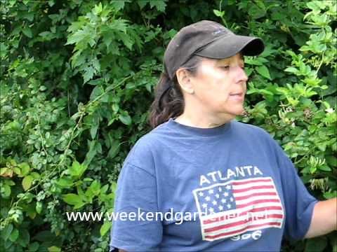 How to Properly Prune Blackberries