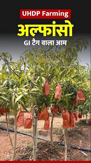 Ultra high density Mango farming || Alphonso Mango 🥭 #mangofarming #alphonsomango