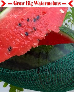 13K views · 99 reactions | Today I will teach you a simple method of growing big watermelons. It is grown organically. For a large yield, you need to use vermicompost fertilizer. And if you mix humic acid fertilizer with water and apply it to the base of the plant, the size of the fruit will be large. I hope you can learn a lot by watching at the details, thank you. | Small Vegetable Garden | Facebook