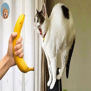 958K views · 10K reactions | Angry Cats- Super Pets Reaction Videos | Pet Funny Video | Facebook