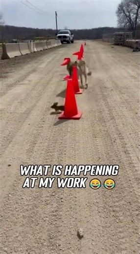 Spotted a wolf chasing a rabbit at work today😭😭￼