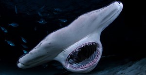 The Top 10 Scariest Sharks - From Giants to Jaws!