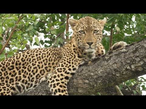 Sitting pretty - SafariLIVE Sunrise - 16 April 2026