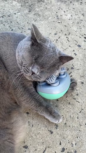 Cat Loves His Massager! 😍 | Lovimals