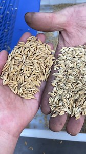 8.8K views · 52 reactions | After awn removal, the seed moisture content is consistent, enhancing germination vigor and rate, and reducing pest and disease risks. #ricemill #machinery #farmer #dawnagro | Dawn Agro Machinery | Facebook