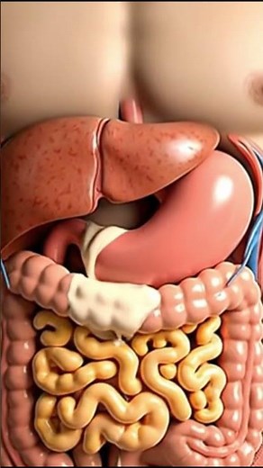 Realistic 3D Digestive Pizza 🍕 | Ultra-Photorealistic Human Digestion | Inside the Body Animation