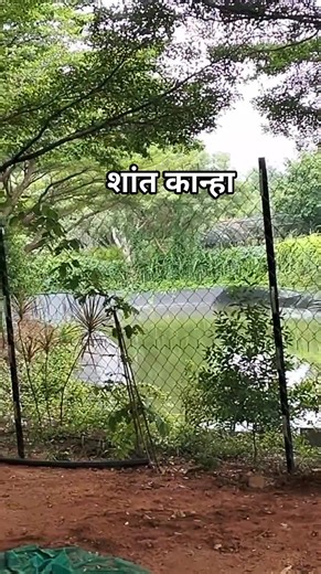 436 reactions · 6 comments | कान्हा की शांति जो यहाँ आकर ही महसूस की जा सकती है | Mohan Singh | Facebook