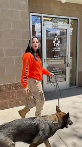 There’s a time & place for loose leash vs heel. Your dog should not be in a heel 24/7, but they should be able to have proper leash skills. Remember, the walk is for your dog; make sure they’re getting fulfilled by it. #dogs #dog #dogtrainer #dogtraining #dogtrainers #viral #looseleash #leashskills #leashtraining #onleash #leashed #dogowners #dogownertips #dogowner #dogownerproblems | Top Paw K9 Academy