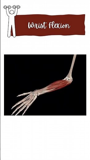 Wrist flexion muscles #muscles #movement #anatomy