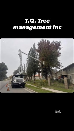 T.Q. Tree management inc #ai #treeservices | T.Q. Tree Management inc