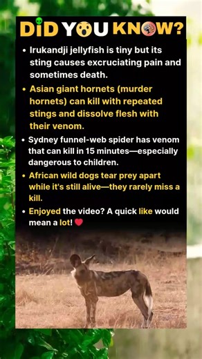 Irukandji jellyfish is tiny but it sting