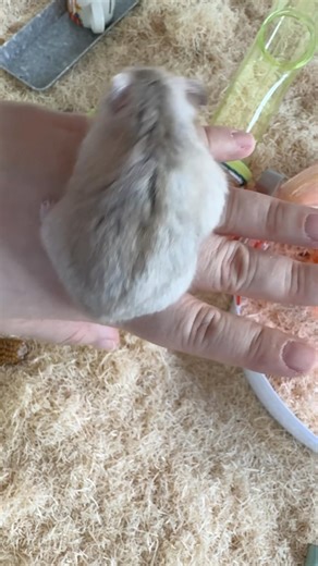 Human slide for Hammie #hamster