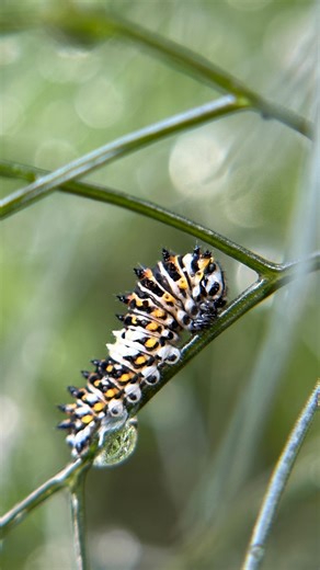 Black Swallowtail Butterflies - 2025 year in review It was a GREAT year in our garden for black swallowtail butterflies. We have several of their native host plants - Golden Alexanders & Heart-leaf Golden Alexanders - all throughout our gardens. This year we also planted parsley, cilantro, carrots, fennel, and dill in with our vegetables and flowers. Last year they preferred laying their eggs on their native host plants. This year they preferred the herbs and carrots. Black swallowtail butterfli
